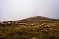 Flock of sheep grazing on Camino de Santiago Royalty Free Stock Photo