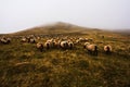 Flock of sheep grazing on Camino de Santiago Royalty Free Stock Photo