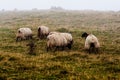 Flock of sheep grazing on Camino de Santiago Royalty Free Stock Photo