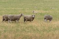 Flock of sheep grazing on countryside paddock Royalty Free Stock Photo