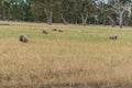Flock of sheep grazing on countryside paddock Royalty Free Stock Photo