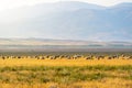 A flock of sheep grazing on the dried-up Karatas Lake in Burdur Royalty Free Stock Photo