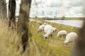 Sheep on a dyke in front of a canal and windmills Royalty Free Stock Photo