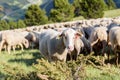 Sheep grazing. El Tarter, Canillo, Andorra. Royalty Free Stock Photo