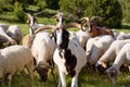 Sheep grazing. El Tarter, Canillo, Andorra.