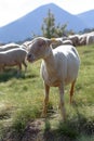Sheep grazing. El Tarter, Canillo, Andorra Royalty Free Stock Photo