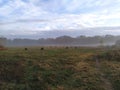 Flock of sheep grazing on a field in the fog Royalty Free Stock Photo