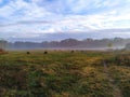 Flock of sheep grazing on a field in the fog Royalty Free Stock Photo