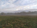 Flock of sheep grazing on a field in the fog Royalty Free Stock Photo