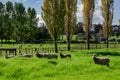 Sheep in a Field, Kerikeri NZ
