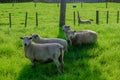 Sheep in a Field, Kerikeri NZ