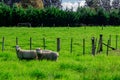 Sheep in a Field, Kerikeri NZ