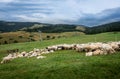 A flock of sheep in grazing field in Pieniny mountains, Poland.