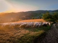 A flock of sheep in grazing field in the mountains at sunset.