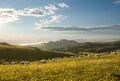 Flock of sheep grazing in flowered field