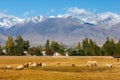 flock of sheep grazing in front of small Asian town under the mountains at sunny autumn afternoon