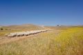 A flock of sheep grazing on the golden hills of Tuscany. Italy. Royalty Free Stock Photo