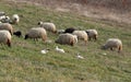 Flock of sheep grazing grass and lambs resting in grass Royalty Free Stock Photo