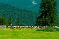 A flock of sheep grazing the grass and the shepherd guards them Royalty Free Stock Photo