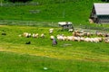 A flock of sheep grazing the grass and the shepherd guards them Royalty Free Stock Photo