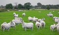 Flock of sheep grazing in green field in Ireland