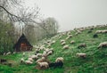 Flock Of Sheep Grazing On Green Mountain Slope In Snowy Day. The Hut Of The Shepherd In A Background