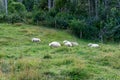 Flock of Sheep Grazing on Green Pasture Near Forest Royalty Free Stock Photo