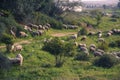 Flock of sheep grazing in a hill on a green meadow Royalty Free Stock Photo