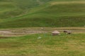 Flock of sheep grazing in a hill on a green meadow, Israel Royalty Free Stock Photo