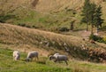 Flock of sheep grazing on hill Royalty Free Stock Photo
