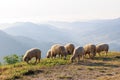 Flock of sheep grazing in a hill at sunrise in the morning and mountain fog clear sky background Royalty Free Stock Photo