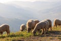 Flock of sheep grazing in a hill at sunrise in the morning and mountain fog clear sky background Royalty Free Stock Photo