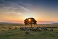 Flock of sheep grazing in a hill at sunset. Royalty Free Stock Photo