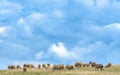 Flock of sheep grazing on hill in Zlatibor Royalty Free Stock Photo