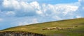Flock of sheep grazing on hill in Zlatibor Royalty Free Stock Photo