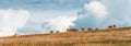 Flock of sheep grazing on hill in Zlatibor region, Serbia Royalty Free Stock Photo