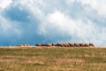 Flock of sheep grazing on hill in Zlatibor region, Serbia Royalty Free Stock Photo