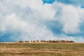 Flock of sheep grazing on hill in Zlatibor region, Serbia Royalty Free Stock Photo