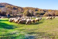 Flock of sheep grazing on a hillside