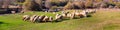 Flock of sheep grazing on a hillside Royalty Free Stock Photo