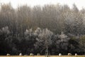 Flock of sheep grazing in a meadow Royalty Free Stock Photo