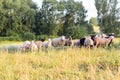 Flock of sheep grazing in a meadow on green grass at sunset. Portrait of sheep Royalty Free Stock Photo