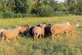 Flock of sheep grazing in a meadow on green grass at sunset. Portrait of sheep Royalty Free Stock Photo