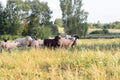 Flock of sheep grazing in a meadow on green grass at sunset. Portrait of sheep Royalty Free Stock Photo