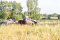 Flock of sheep grazing in a meadow on green grass at sunset. Portrait of sheep Royalty Free Stock Photo