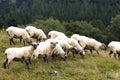 Flock of sheep grazing in the meadow in the mountains. freshly shorn sheep, livestock farming in the basque country