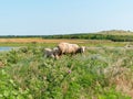 A flock of sheep grazing in a meadow nearby a river in summer danny day. Mother sheep with her two lambs eating grass Royalty Free Stock Photo