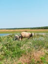 A flock of sheep grazing in a meadow nearby a river in summer danny day. Mother sheep with her two lambs eating grass