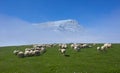 Flock of sheep grazing in a meadow with snowy mountain Royalty Free Stock Photo