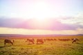 Flock of sheep grazing on meadow at sunset Royalty Free Stock Photo